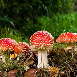 Ispettorato micologico – Servizio di certificazione gratuita per la commestibilità dei funghi epigei raccolti dai cittadini