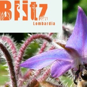Torna l'evento naturalistico di Citizen Science del sistema Parchi Lombardi