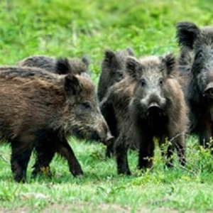 Battute di caccia al cinghiale