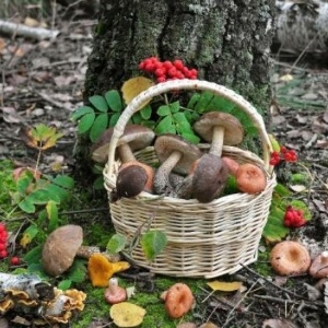 Certificazione gratuita dei funghi 